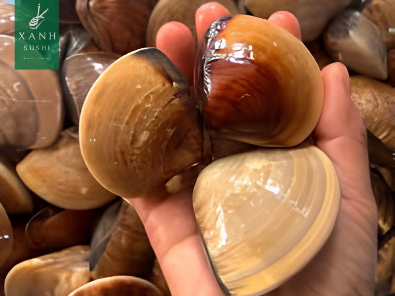 Ngao đỏ là gì?